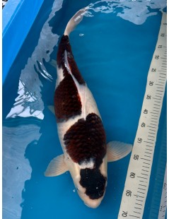 Koi Handpick 55-60cm 10