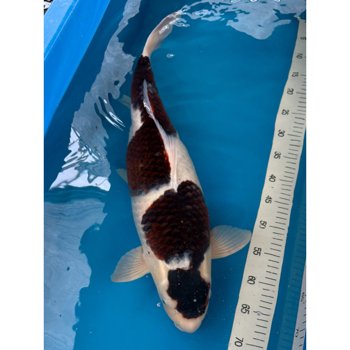 Koi Handpick 55-60cm 10