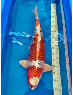 Koi Handpick 60-65cm 1