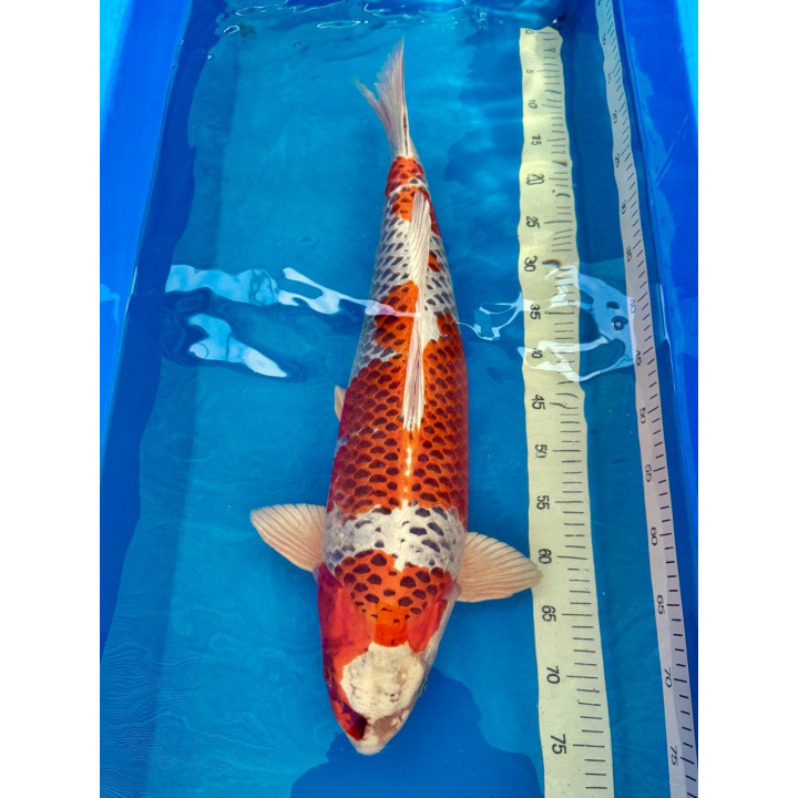 Koi Handpick 60-65cm 1