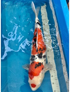 Koi Handpick 60-65cm 2