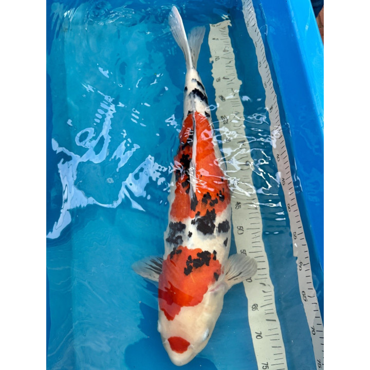 Koi Handpick 60-65cm 2