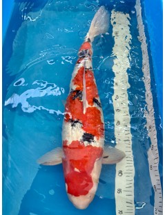 Koi Handpick 60-65cm 3