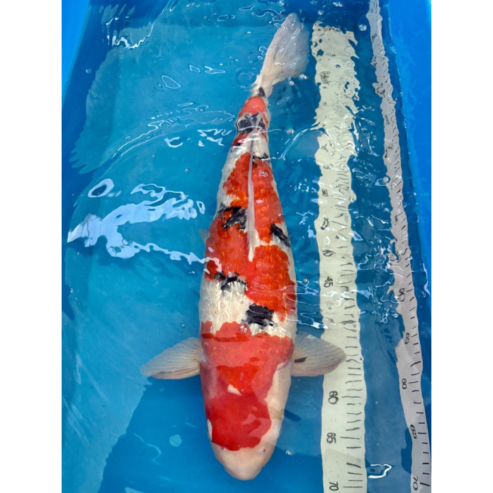 Koi Handpick 60-65cm 3