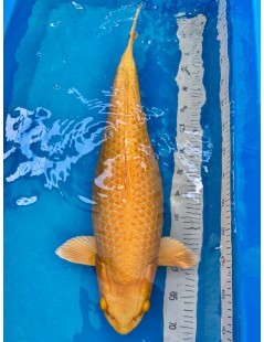 Koi Handpick 60-65cm 4