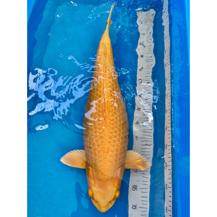 Koi Handpick 60-65cm 4