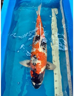 Koi Handpick 65-70cm 1