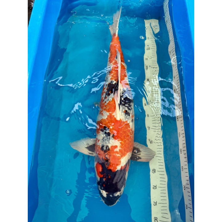 Koi Handpick 65-70cm 1