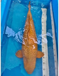 Koi Handpick 65-70cm 2