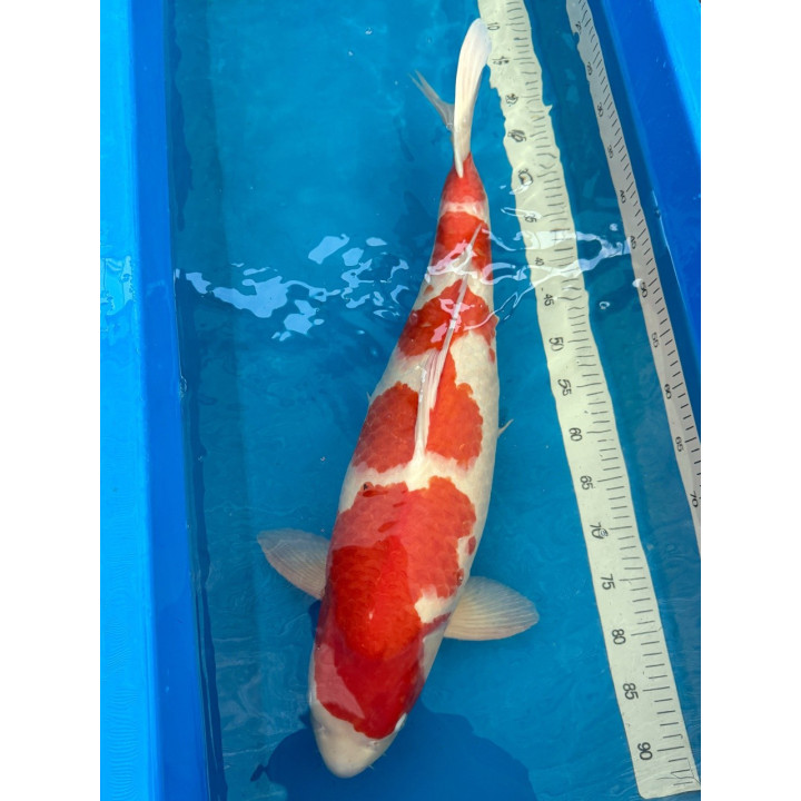 Koi Handpick 65-70cm 3