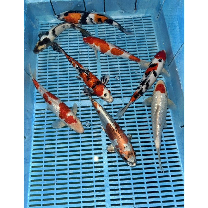 Koi Handpick 25-30cm 1
