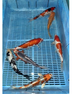 Koi Handpick 25-30cm 2