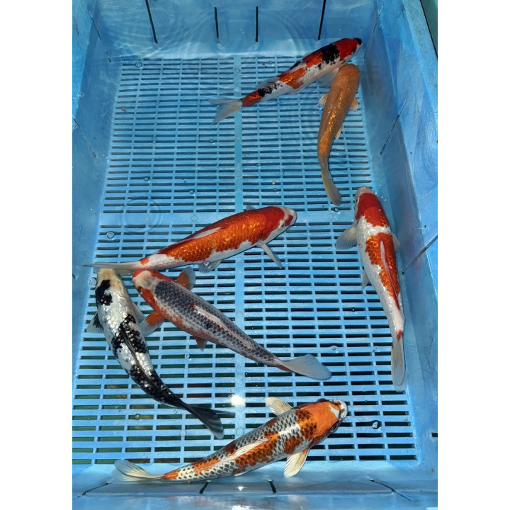 Koi Handpick 25-30cm 2