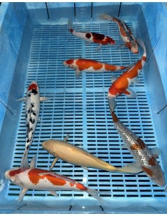 Koi Handpick 25-30cm 3