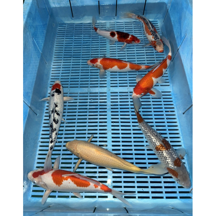 Koi Handpick 25-30cm 3