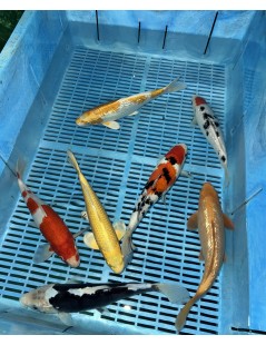 Koi Handpick 25-30cm 4