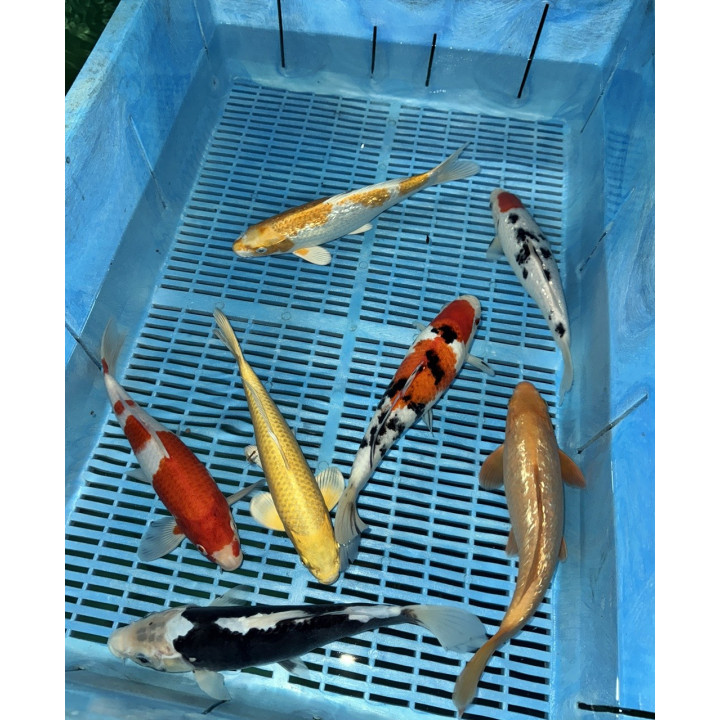 Koi Handpick 25-30cm 4