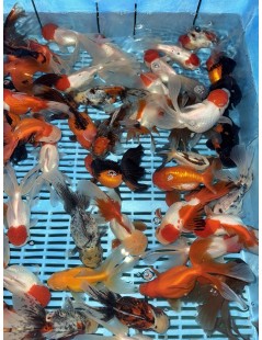 Osztott farkú aranyhal mix 14-16cm