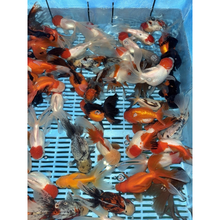 Osztott farkú aranyhal mix 14-16cm