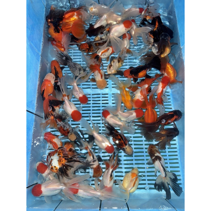 Osztott farkú aranyhal mix 14-16cm