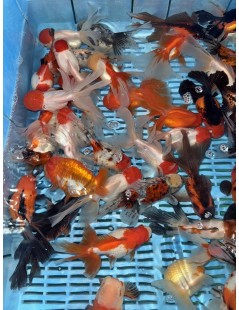 Osztott farkú aranyhal mix 14-16cm