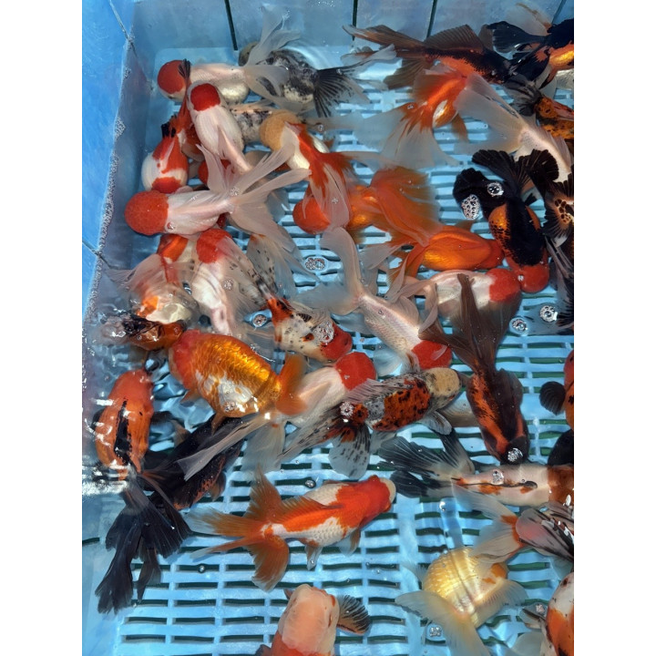 Osztott farkú aranyhal mix 14-16cm