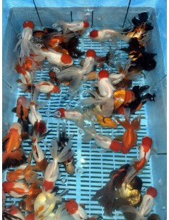 Osztott farkú aranyhal mix 14-16cm