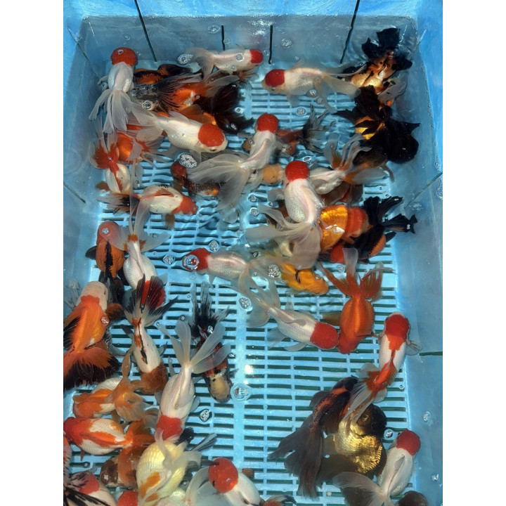 Osztott farkú aranyhal mix 14-16cm