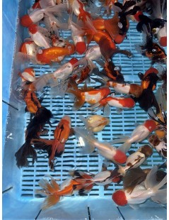 Osztott farkú aranyhal mix 14-16cm