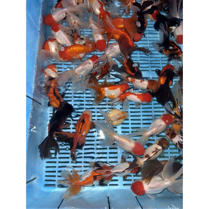 Osztott farkú aranyhal mix 14-16cm