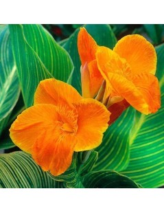 Canna indica Pretoria