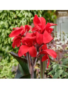 Canna indica endeavour