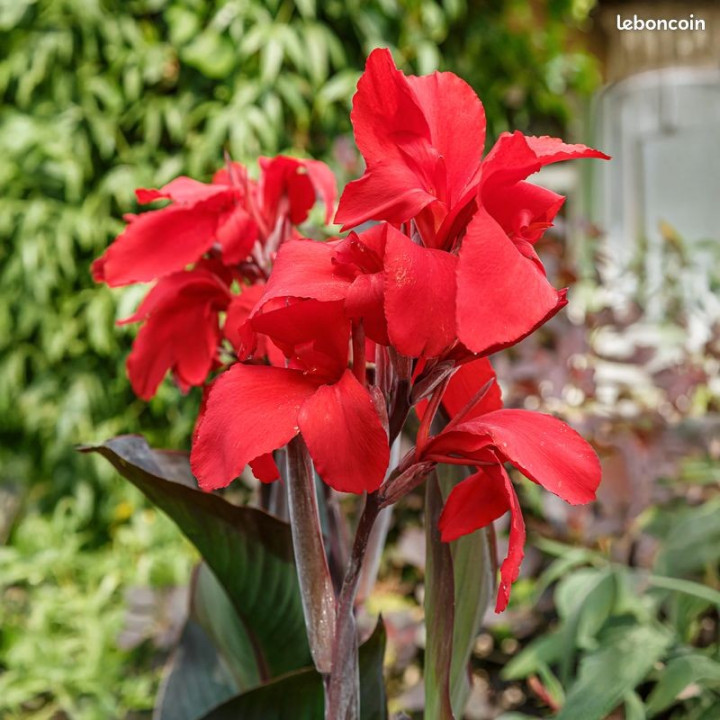 Canna indica endeavour
