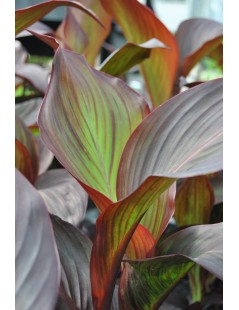 Canna indica endeavour