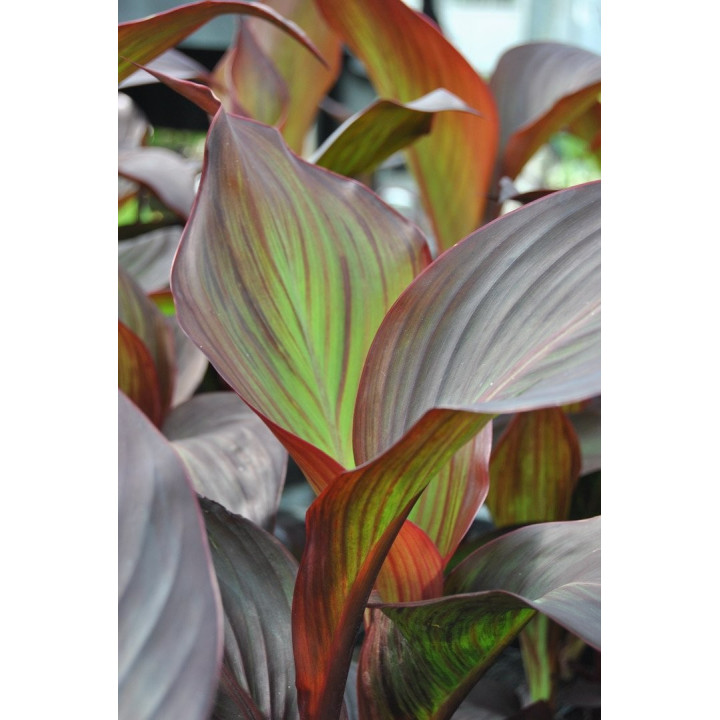 Canna indica endeavour