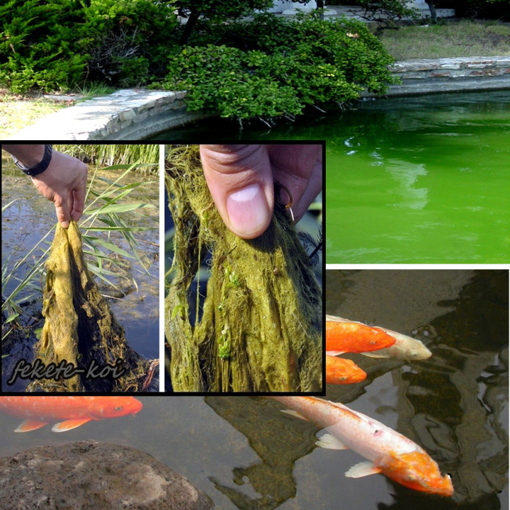 Home pond Attack pond fonalas algaírtó 1000g