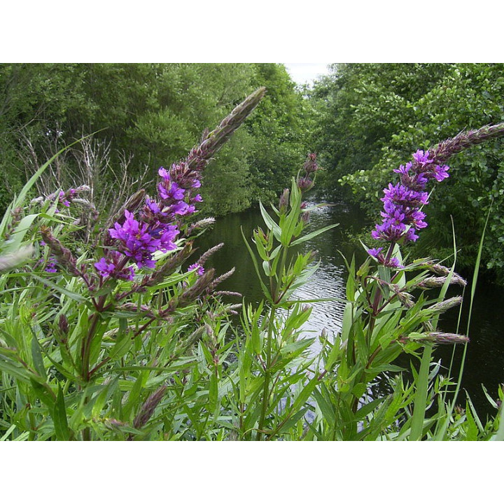 LYTHRUM virgatum - Vesszős füzény