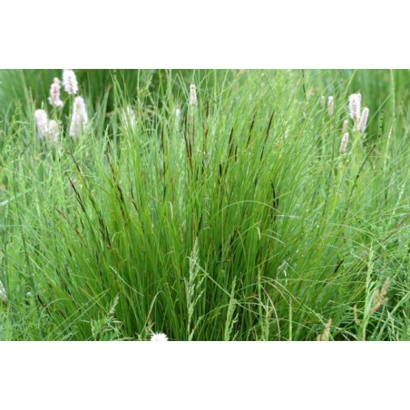 Carex nigra -Fekete sás