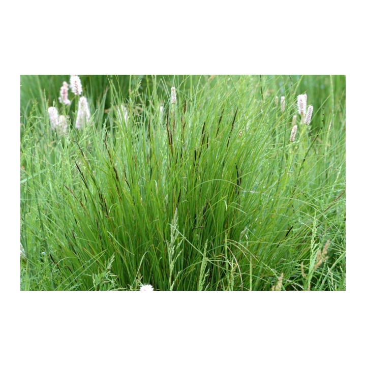 Carex nigra -Fekete sás