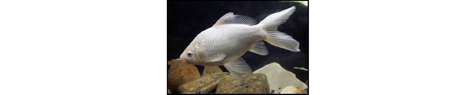 Fehér tavi aranyhal