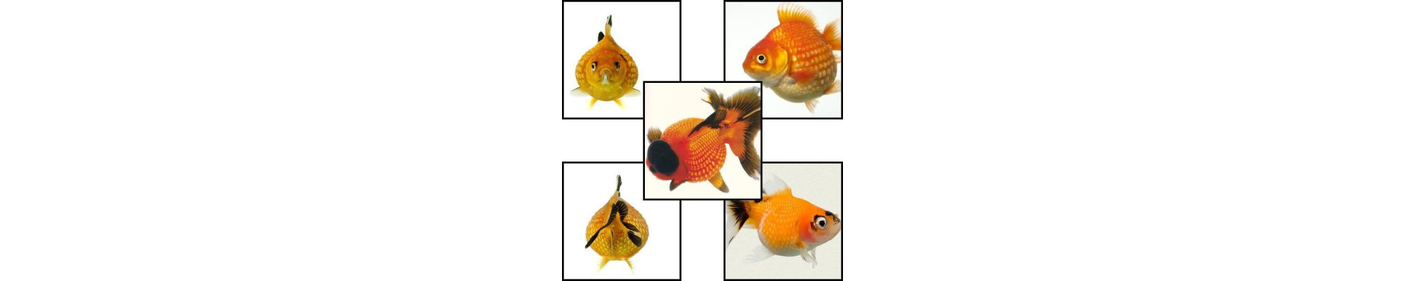 Pearlscale rizsszemes aranyhal 