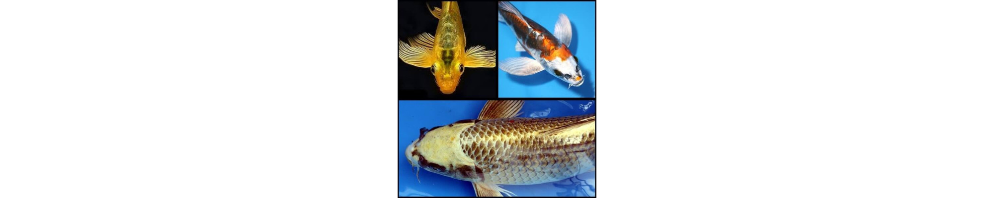 Koi Butterfly (pillangó fátyolos koi)