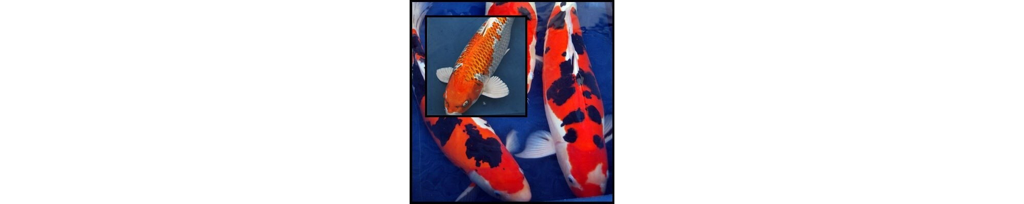 Holland Handpick koi