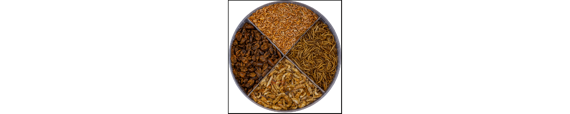 Koi csemegék lárvák garnélák