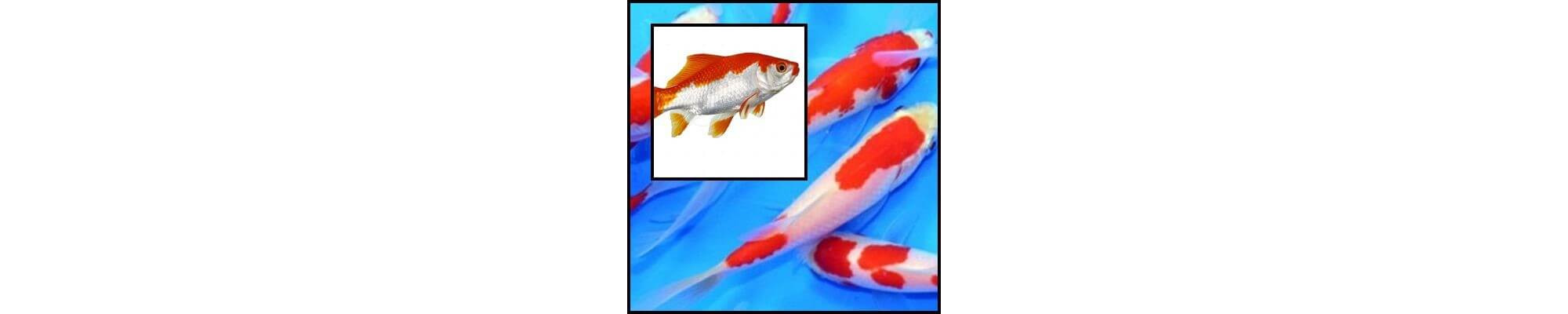 Sarasa piros/fehér aranyhal