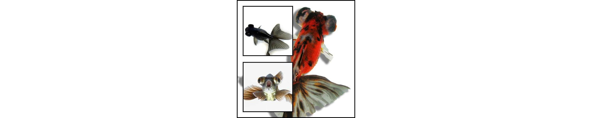 Teleszkópszemű aranyhalak