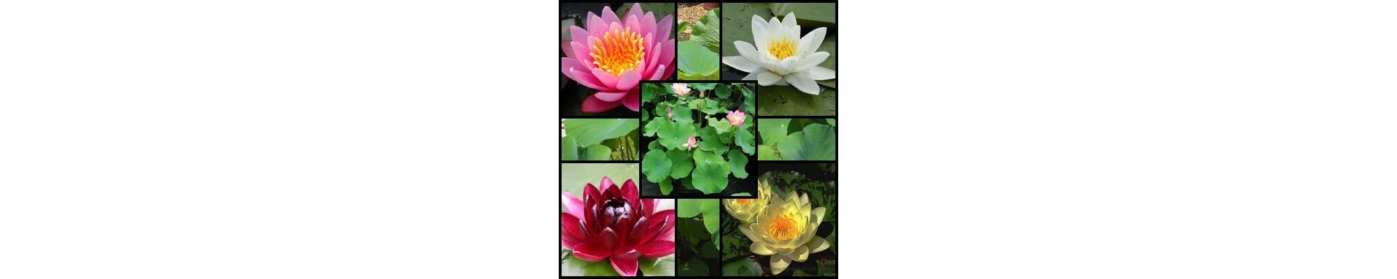 Tavirózsák és lótuszok