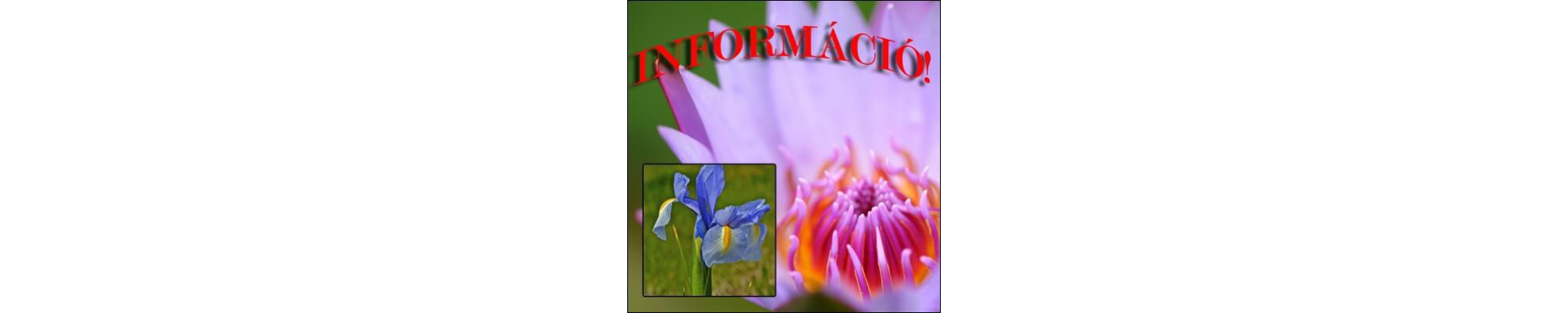 Tavi növények tavi rózsák ültetési tanácsa.