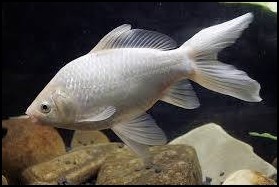 Fehér tavi aranyhal