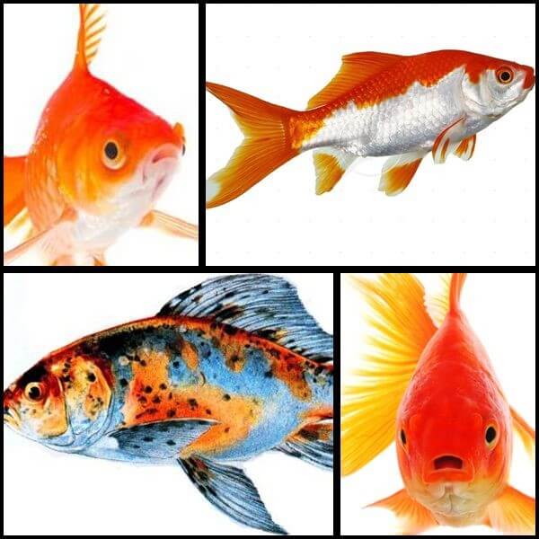 Kerti tavi aranyhal, Sarasa, Shubunkin